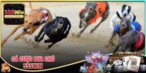 Cá cược đua chó - Khám phá trò chơi giải trí hấp dẫn