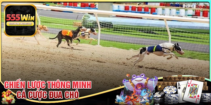 Chiến lược cá cược đua chó hay cho tân binh