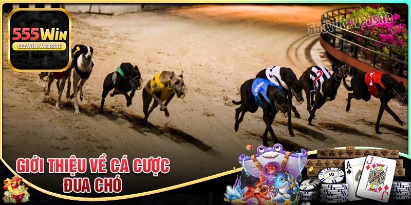 Giới thiệu về cá cược đua chó dễ hiểu
